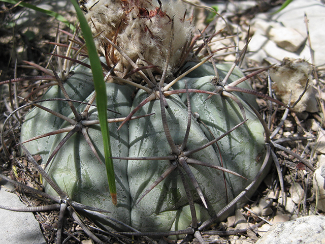 Echinocactus horizonthalonius (Devilshead) #76402