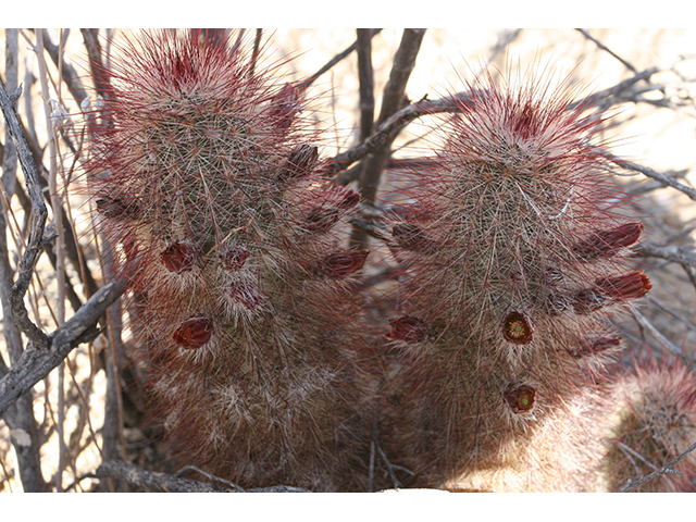 Echinocereus russanthus (Brownspine hedgehog cactus) #76403
