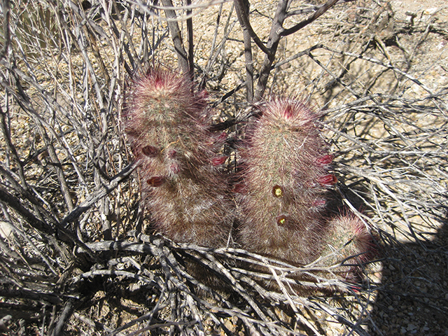 Echinocereus russanthus (Brownspine hedgehog cactus) #76404