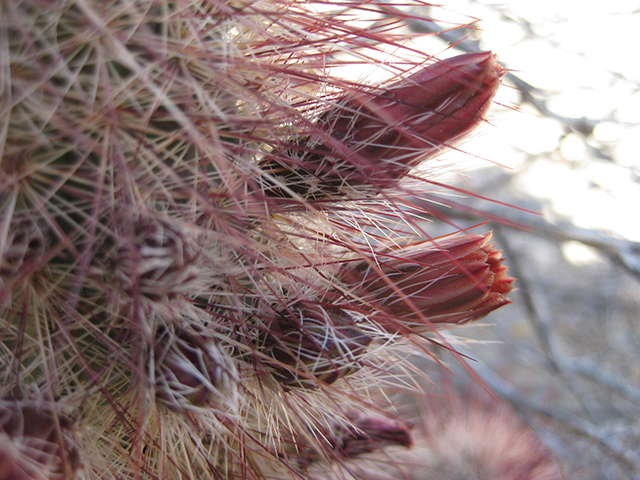 Echinocereus russanthus (Brownspine hedgehog cactus) #76405