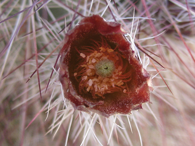 Echinocereus russanthus (Brownspine hedgehog cactus) #76406