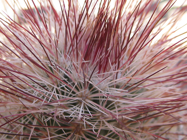 Echinocereus russanthus (Brownspine hedgehog cactus) #76407