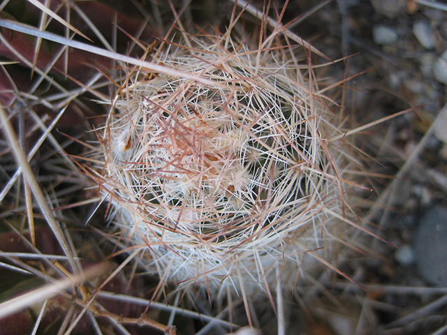 Echinocereus russanthus (Brownspine hedgehog cactus) #76409