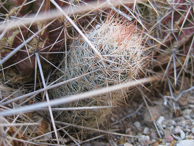 Echinocereus russanthus (Brownspine hedgehog cactus) #76411