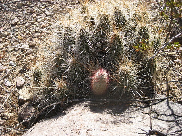 Echinocereus russanthus (Brownspine hedgehog cactus) #76412
