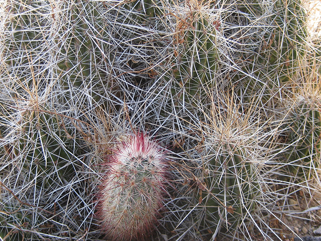 Echinocereus russanthus (Brownspine hedgehog cactus) #76413