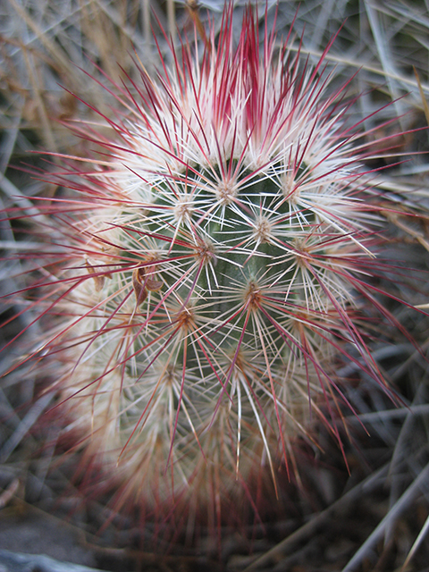 Echinocereus russanthus (Brownspine hedgehog cactus) #76414