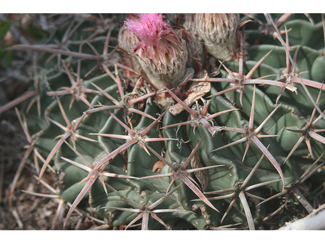Echinocactus texensis (Horse crippler) #76416