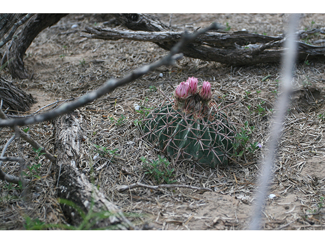Echinocactus texensis (Horse crippler) #76430