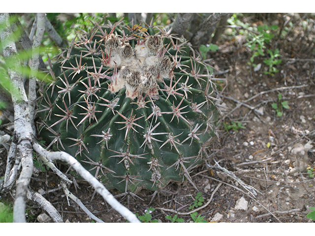 Echinocactus texensis (Horse crippler) #76431