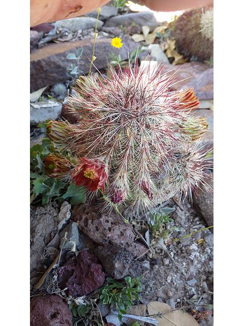 Echinocereus viridiflorus (Nylon hedgehog cactus) #76444
