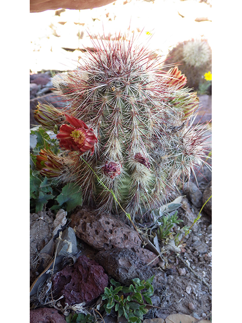 Echinocereus viridiflorus (Nylon hedgehog cactus) #76445