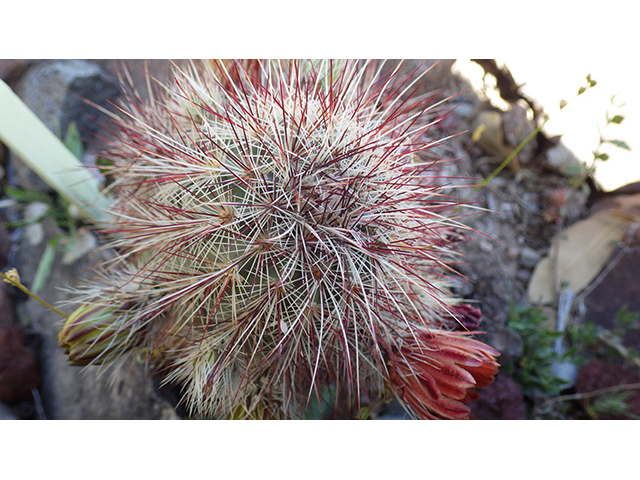 Echinocereus viridiflorus (Nylon hedgehog cactus) #76446