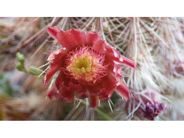 Echinocereus viridiflorus (Nylon hedgehog cactus) #76449