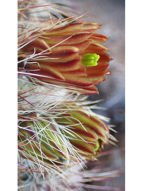 Echinocereus viridiflorus (Nylon hedgehog cactus) #76450