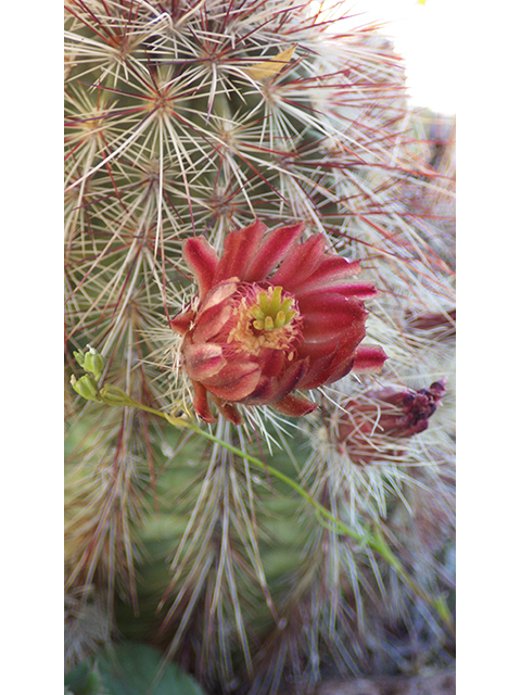 Echinocereus viridiflorus (Nylon hedgehog cactus) #76453