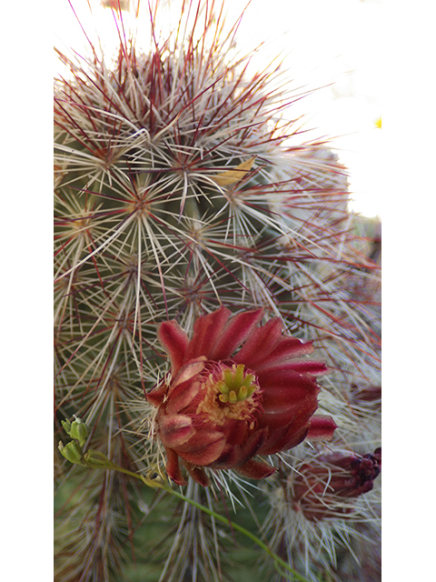 Echinocereus viridiflorus (Nylon hedgehog cactus) #76454