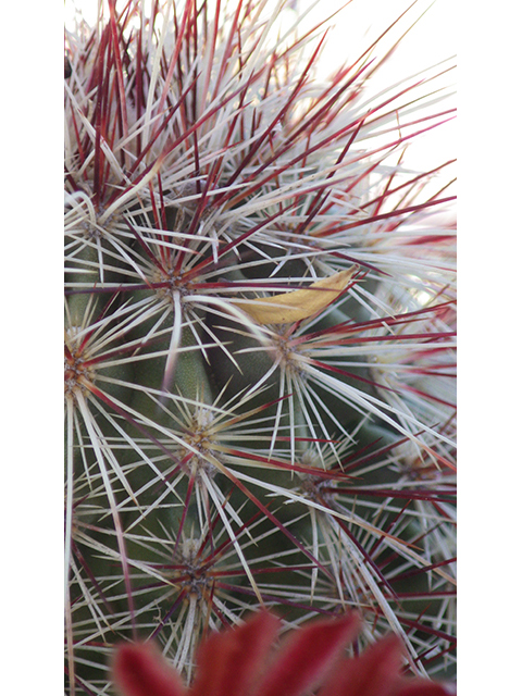 Echinocereus viridiflorus (Nylon hedgehog cactus) #76456