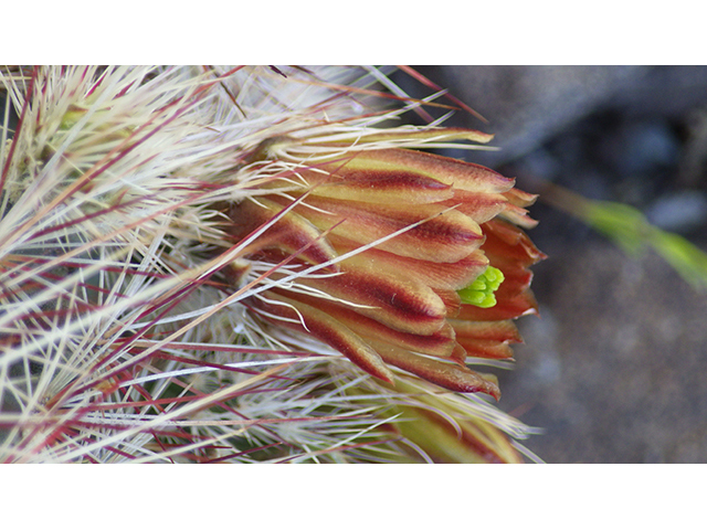 Echinocereus viridiflorus (Nylon hedgehog cactus) #76457