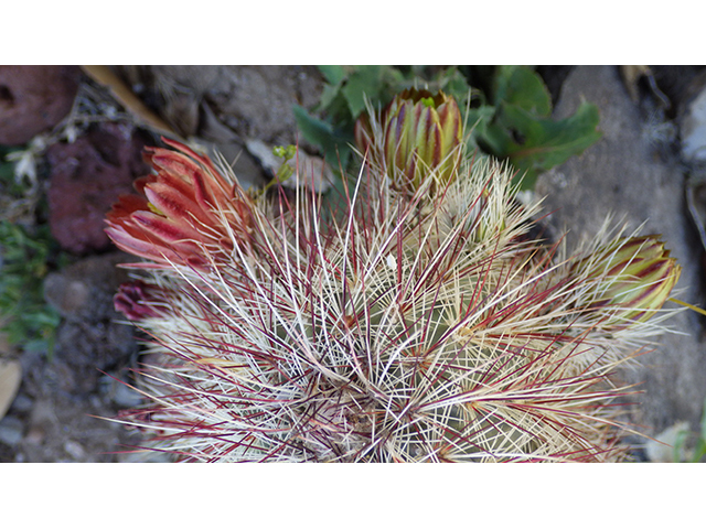 Echinocereus viridiflorus (Nylon hedgehog cactus) #76460