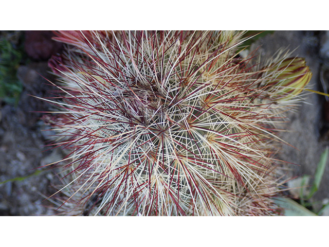 Echinocereus viridiflorus (Nylon hedgehog cactus) #76461