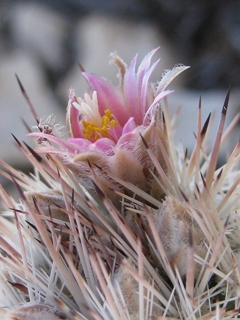 Escobaria albicolumnaria (Column foxtail cactus) #76466