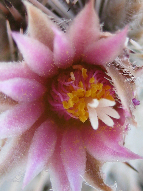 Escobaria albicolumnaria (Column foxtail cactus) #76468