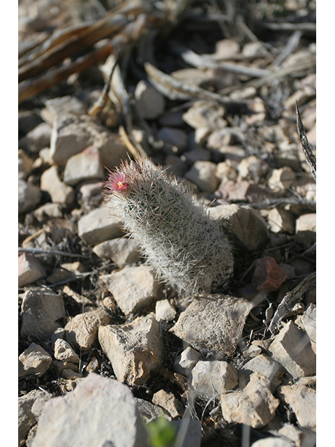 Escobaria albicolumnaria (Column foxtail cactus) #76473