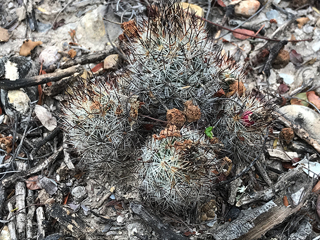 Escobaria emskoetteriana (Junior tom thumb cactus) #76476
