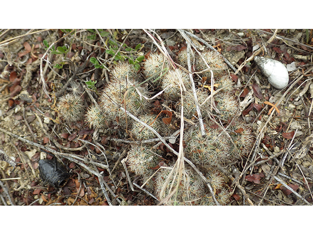 Escobaria emskoetteriana (Junior tom thumb cactus) #76478