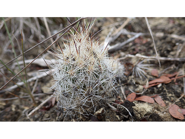 Escobaria emskoetteriana (Junior tom thumb cactus) #76479