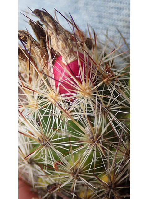 Escobaria emskoetteriana (Junior tom thumb cactus) #76481