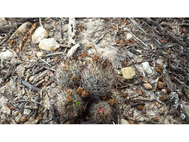 Escobaria emskoetteriana (Junior tom thumb cactus) #76482