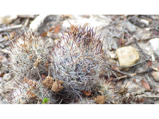 Escobaria emskoetteriana (Junior tom thumb cactus) #76483