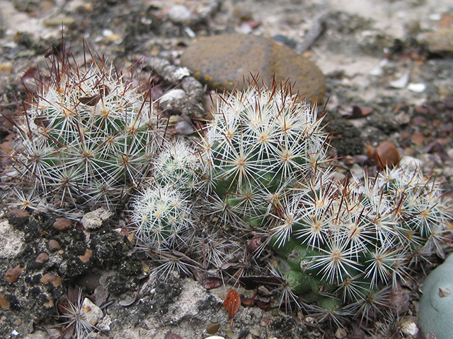 Escobaria emskoetteriana (Junior tom thumb cactus) #76484