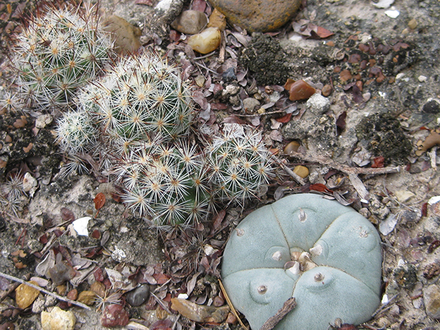 Escobaria emskoetteriana (Junior tom thumb cactus) #76485