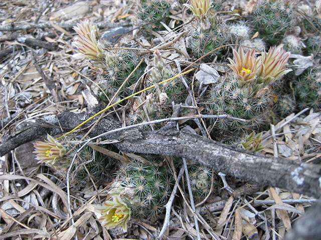 Escobaria emskoetteriana (Junior tom thumb cactus) #76487