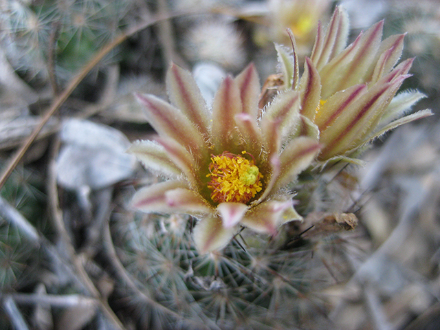 Escobaria emskoetteriana (Junior tom thumb cactus) #76488