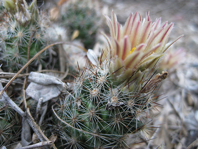 Escobaria emskoetteriana (Junior tom thumb cactus) #76489