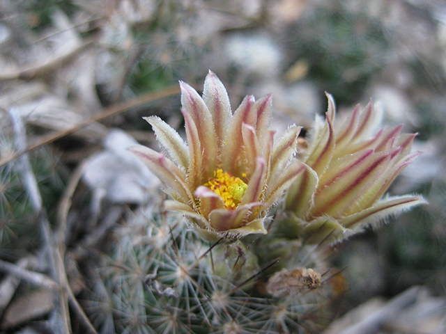 Escobaria emskoetteriana (Junior tom thumb cactus) #76491
