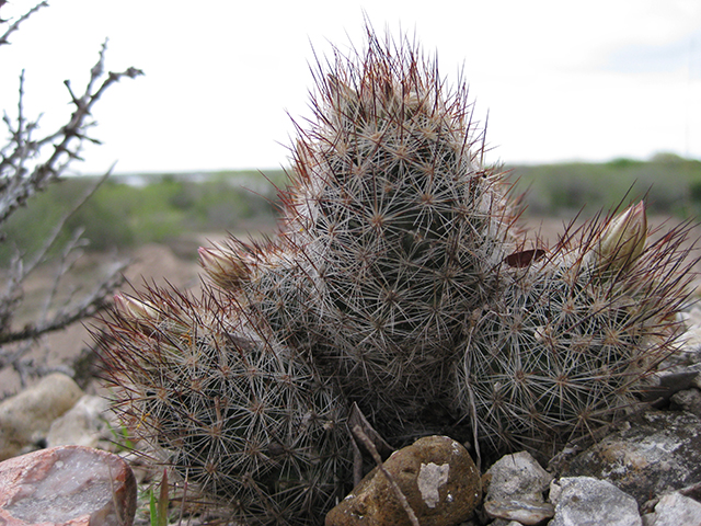 Escobaria emskoetteriana (Junior tom thumb cactus) #76493
