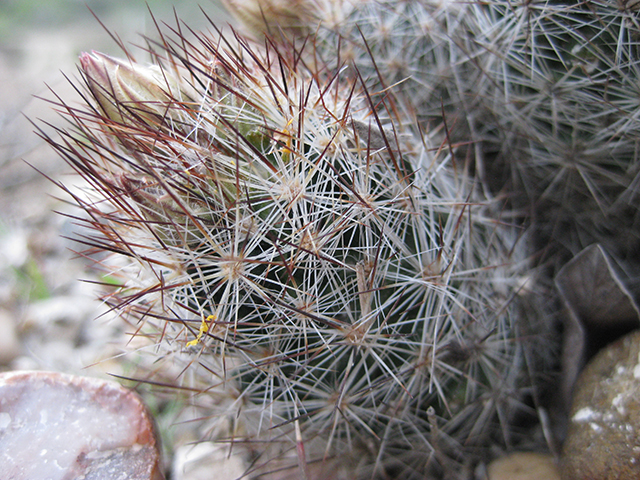 Escobaria emskoetteriana (Junior tom thumb cactus) #76495