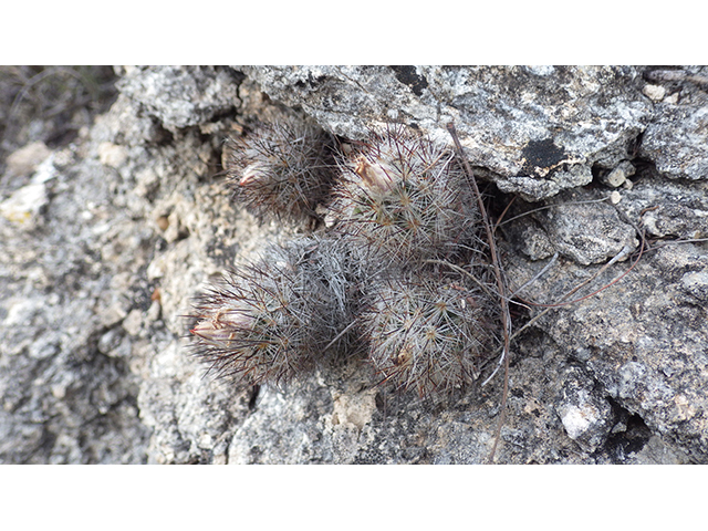 Escobaria emskoetteriana (Junior tom thumb cactus) #76497