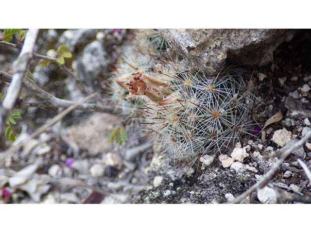Escobaria emskoetteriana (Junior tom thumb cactus) #76498