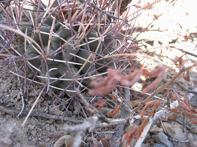 Glandulicactus uncinatus var. wrightii (Chihuahuan fishhook cactus) #76499