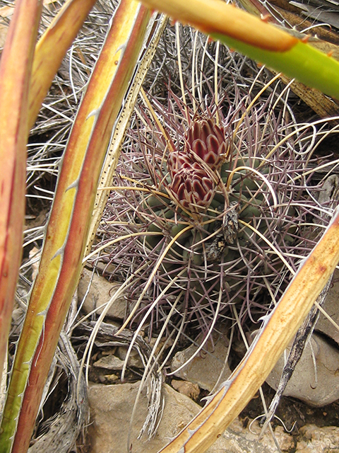 Glandulicactus uncinatus var. wrightii (Chihuahuan fishhook cactus) #76500