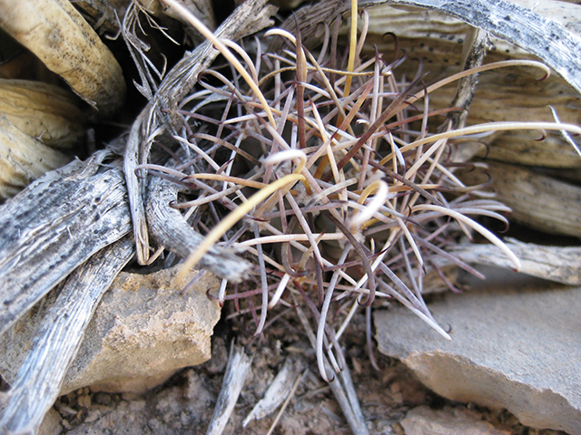 Glandulicactus uncinatus var. wrightii (Chihuahuan fishhook cactus) #76502