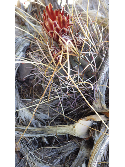 Glandulicactus uncinatus var. wrightii (Chihuahuan fishhook cactus) #76504