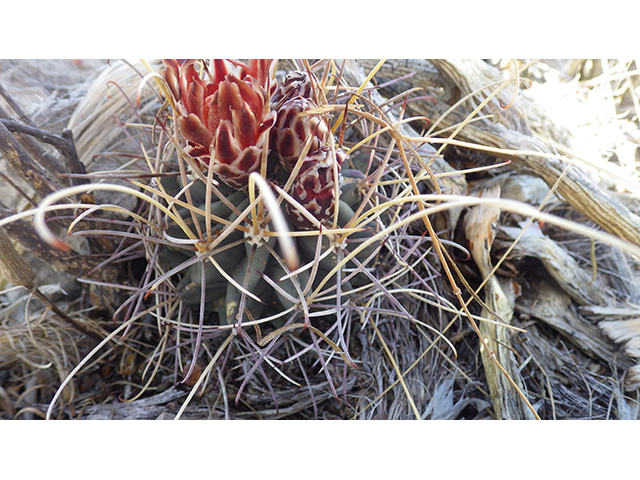Glandulicactus uncinatus var. wrightii (Chihuahuan fishhook cactus) #76505