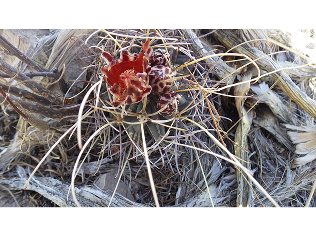 Glandulicactus uncinatus var. wrightii (Chihuahuan fishhook cactus) #76506